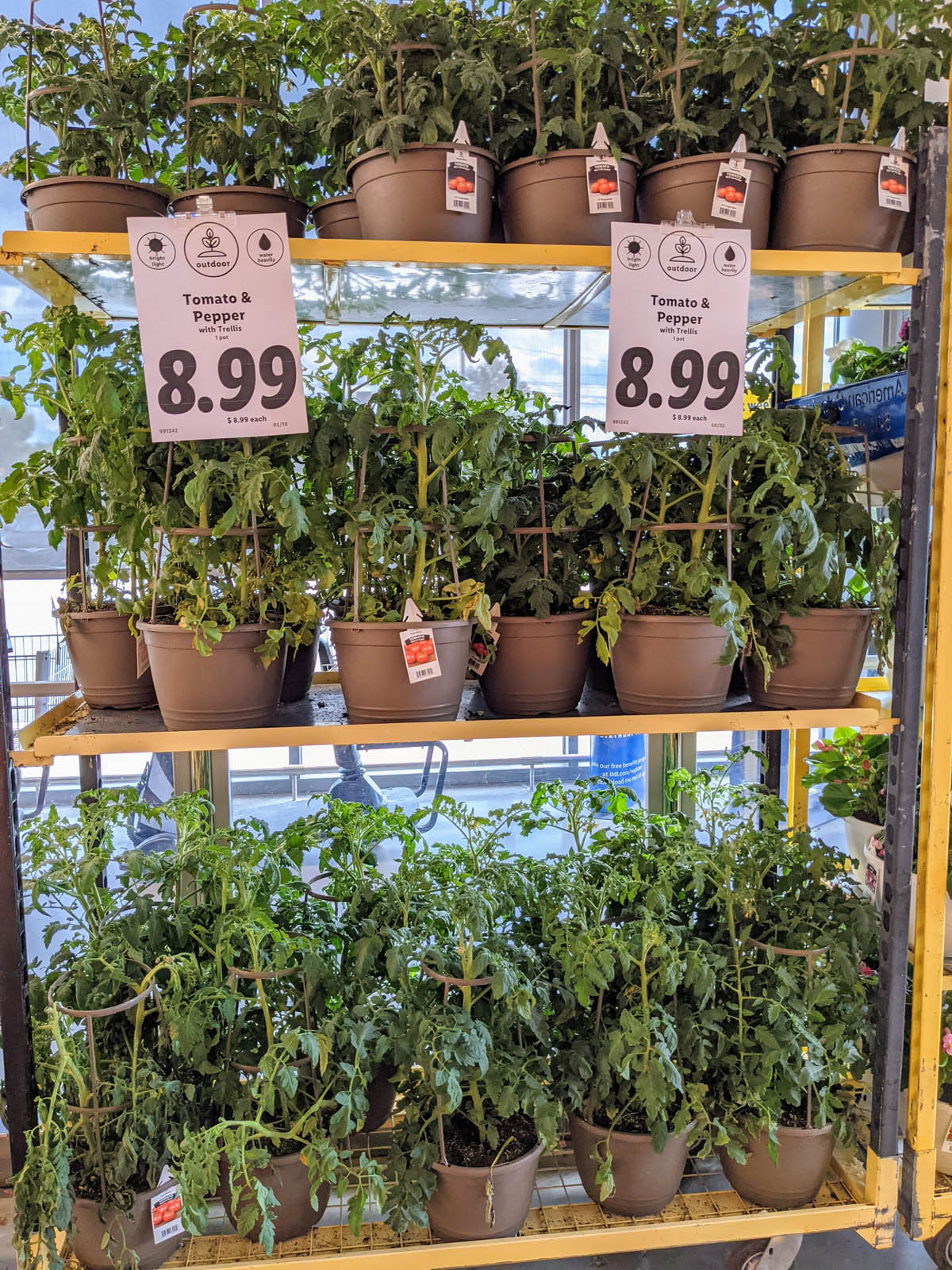 Tomato and Pepper Plants - Lidl Vegetable Plants 