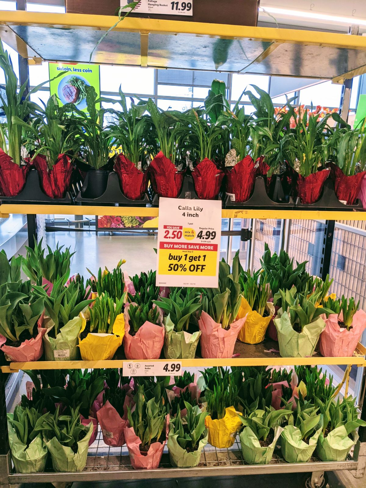 Calla Lilies, tulips, hyacinths, and daffodils for sale at Lidl Royersford (Feb 2023)