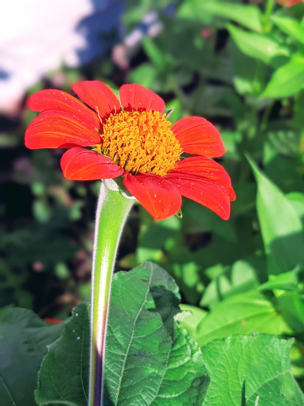 Long stem tithonia - great for cutting!