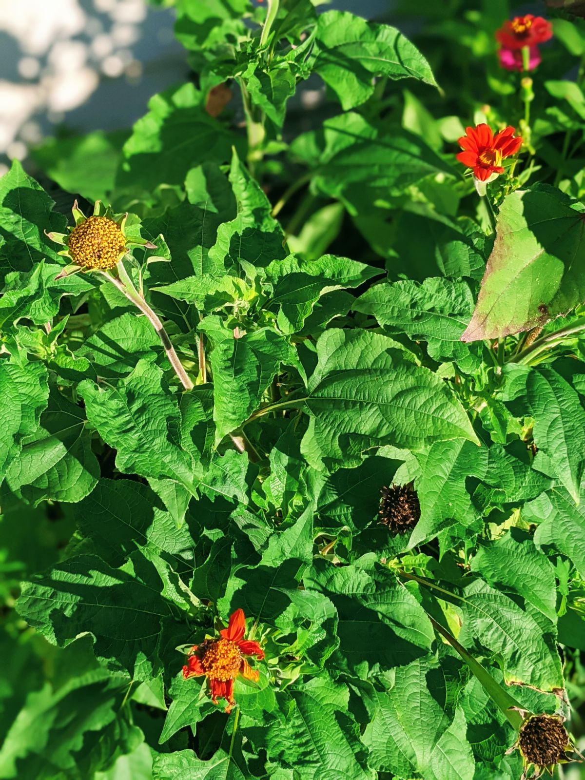 Mexican Sunflower Bush with blooms