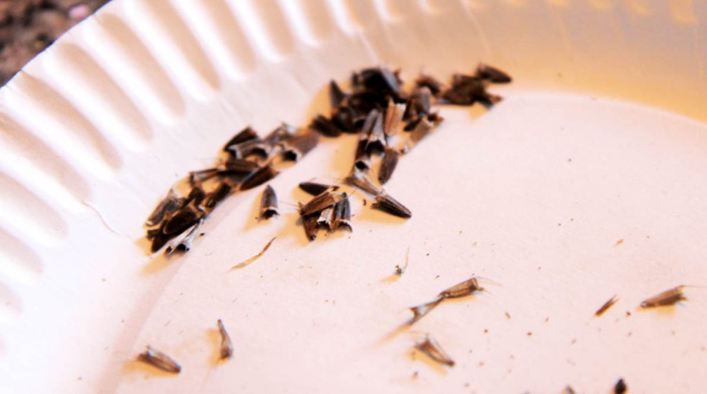 Mexican Sunflower Seeds on a White Paper Plate - like little barbs!