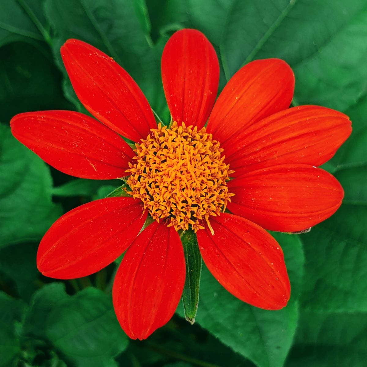 Mexican Sunflower Torch Red blossom amid green foliage in our 2022 garden