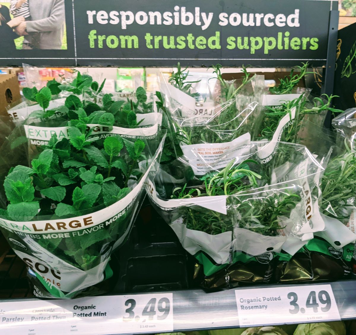 Potted herbs, basil, thyme, mint, and rosemary in the produce section at Lidl