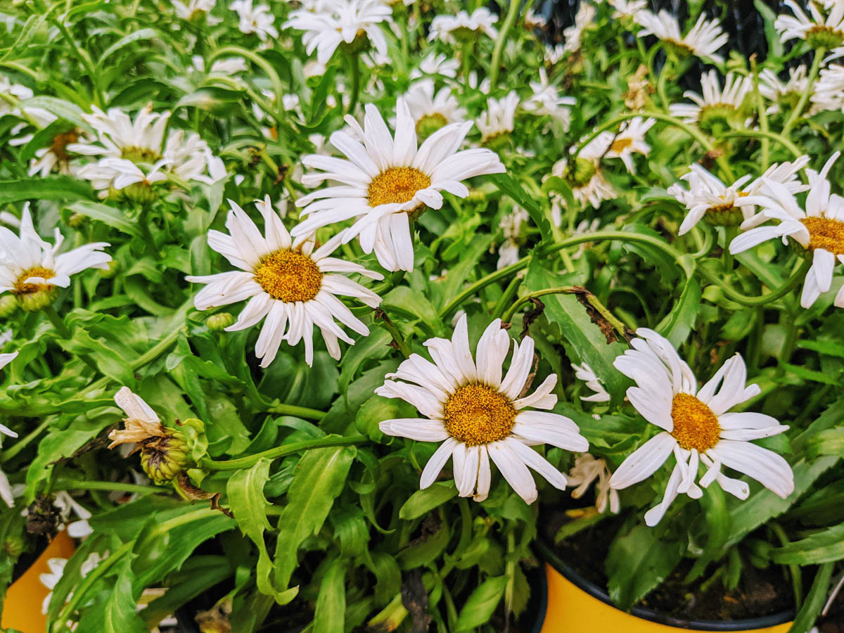 Shasta Daisies in Bloom