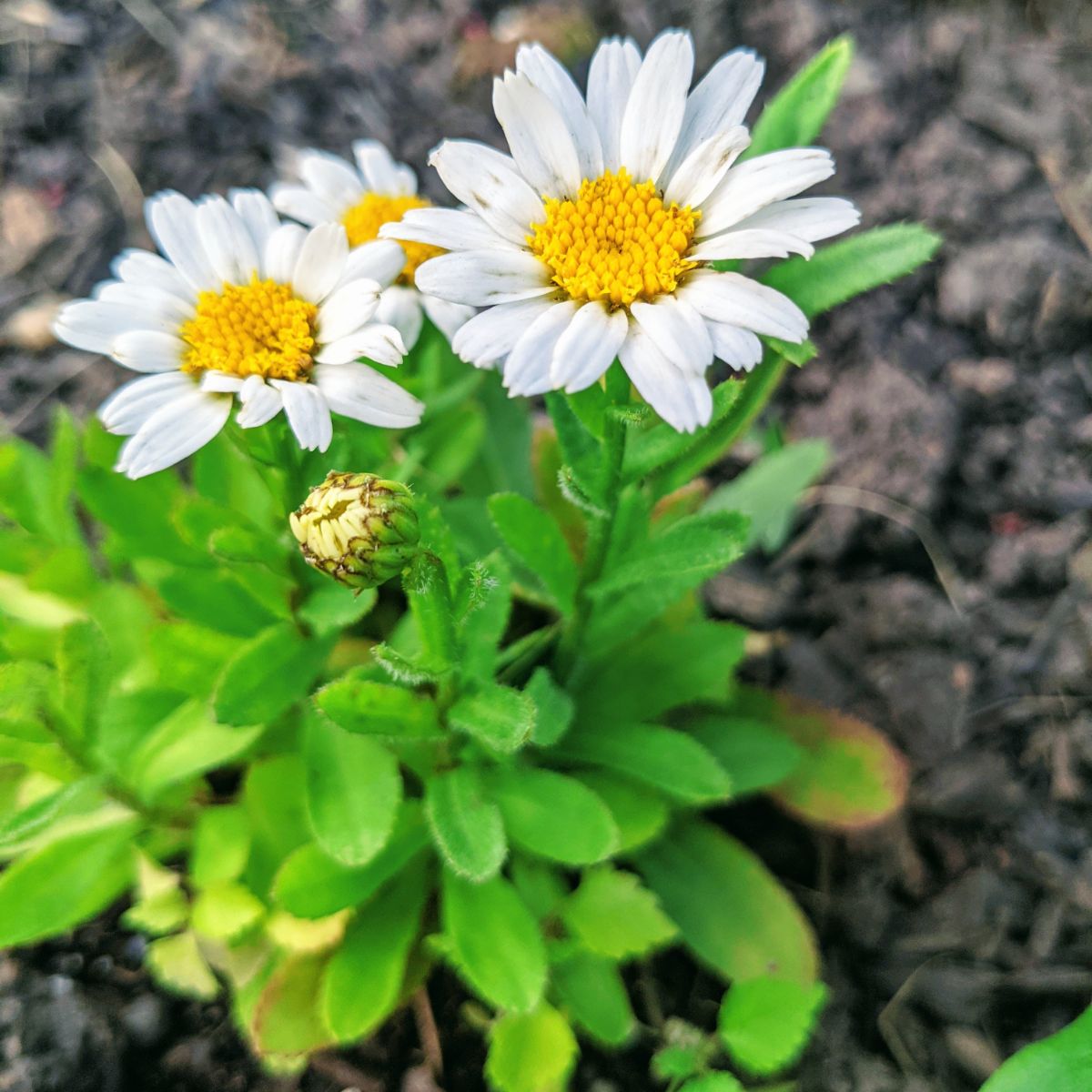 Beautiful Shasta Daisies after Deadheading