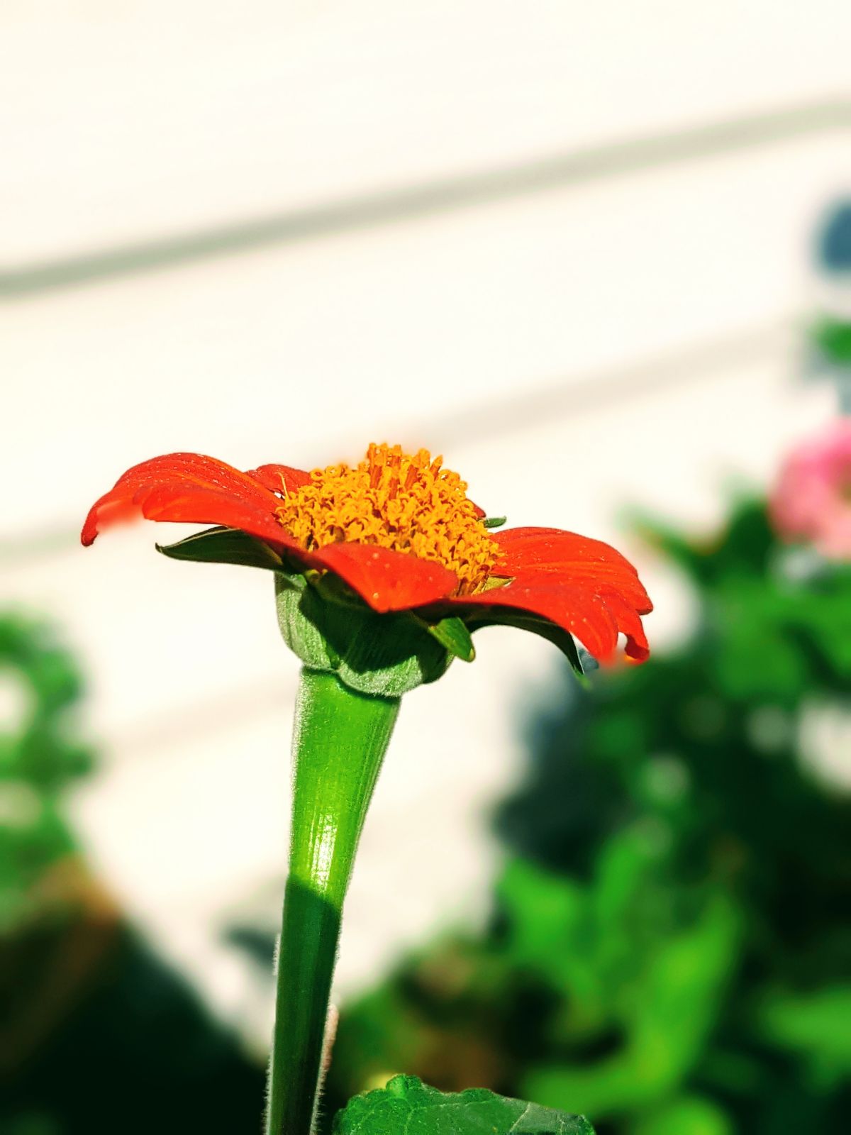 Side profile of Fiesta Del Sol Mexican Sunflower