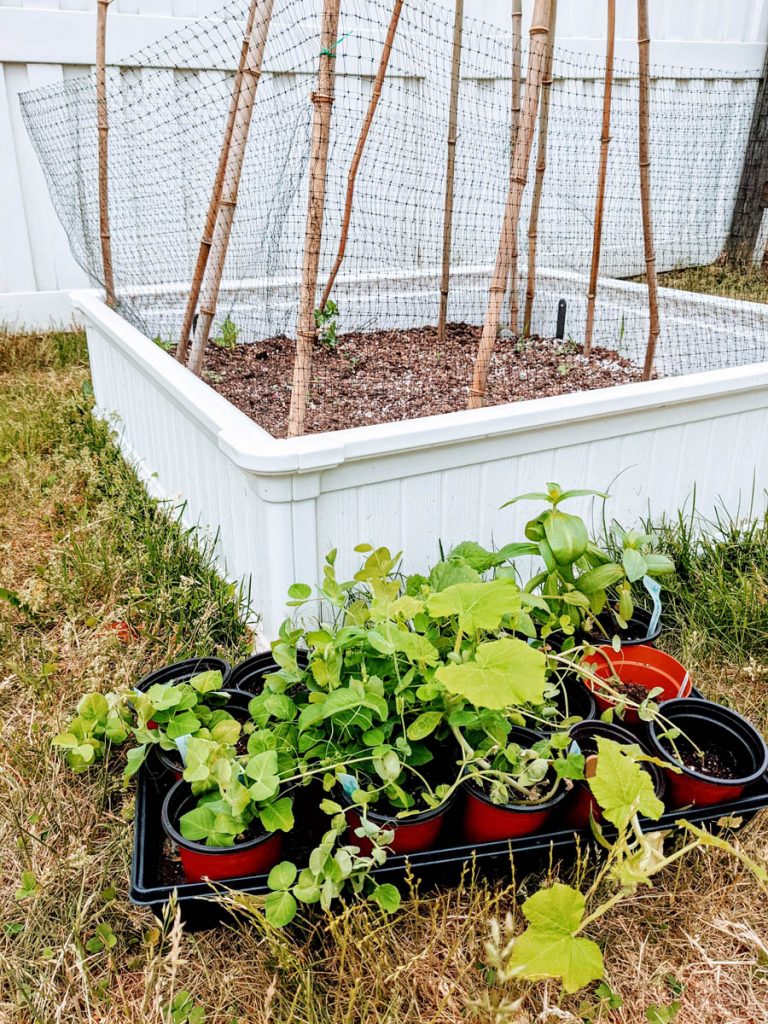 Choosing Snow Pea Companion Plants - near a white garden bed