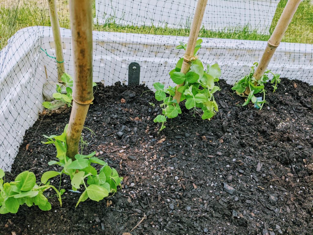 Deciding on snow pea planting companions - peas on bamboo trellis.