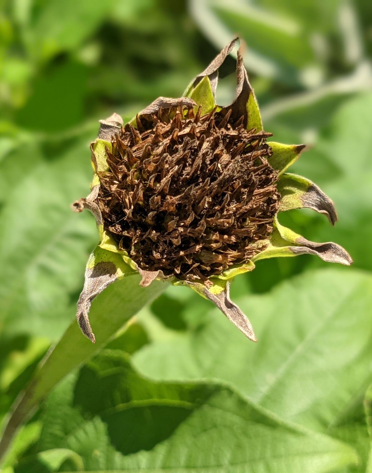 Spent bloom from Mexican Sunflower plant (seed head)