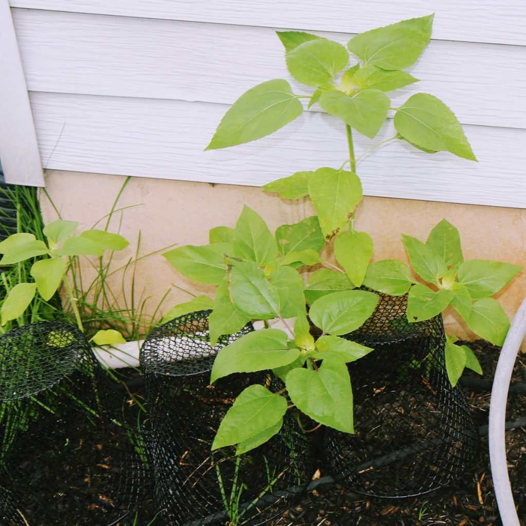 Sunflower leaves - foliage on a young sunflower plant