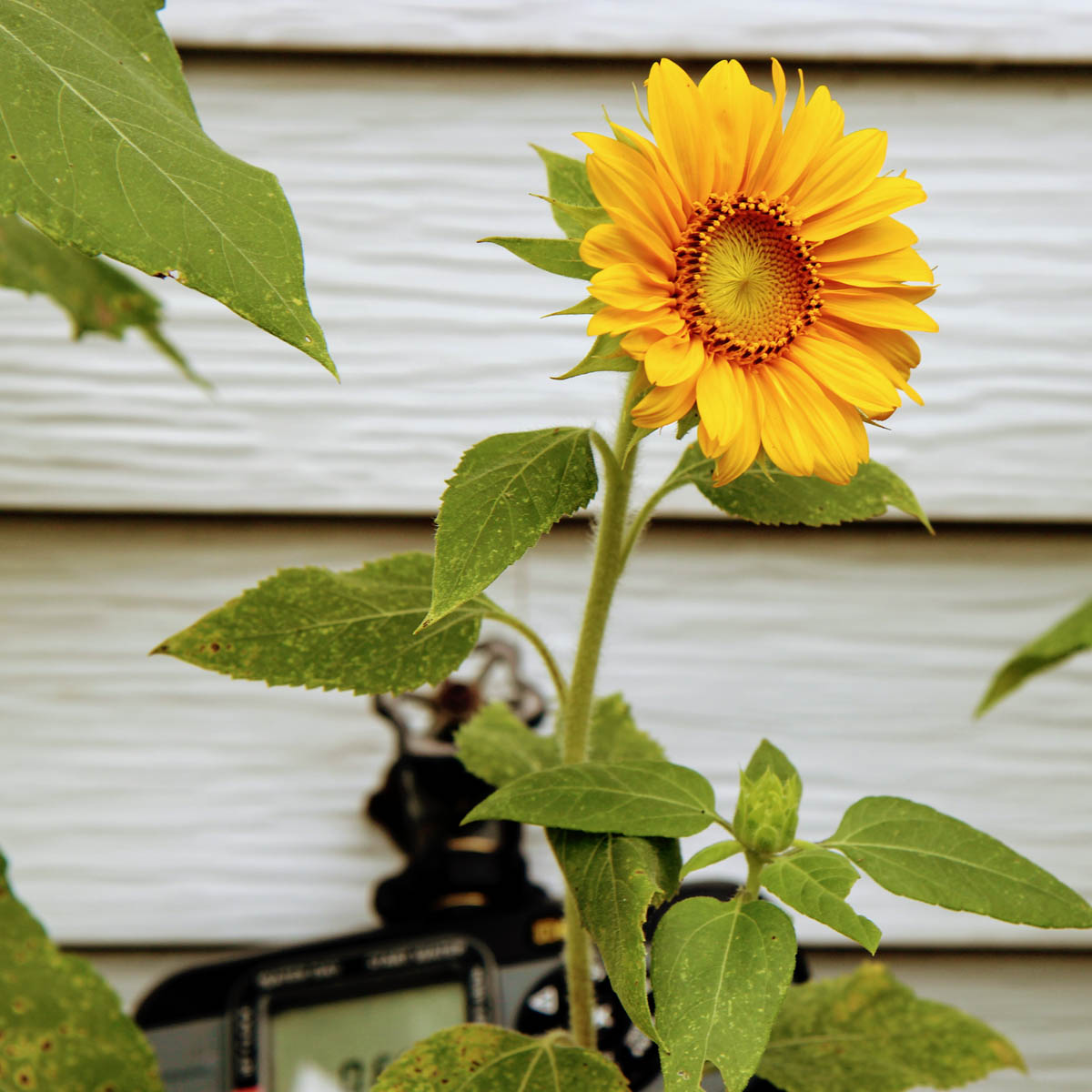Sunflower Leaves – Identifying Sunflower Leaf Problems   Bunny's ...