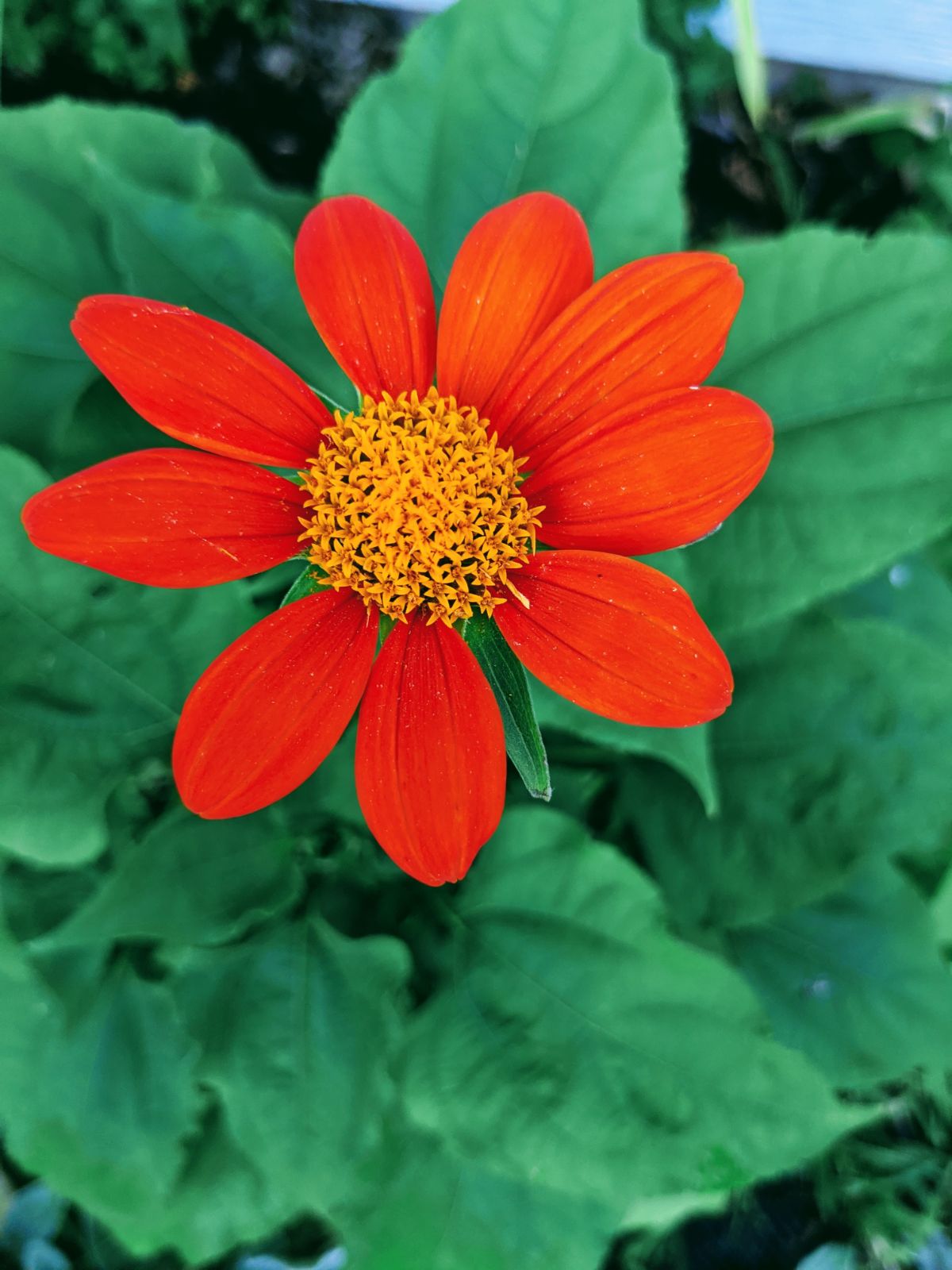 Tithonia Mexican Sunflower Plant