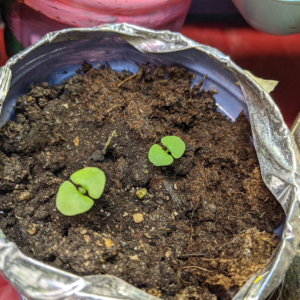 Germinating Basil Seeds in a Small Flower Pot is Simple and Rewarding! Tiny Basil Seedlings in a Planter with Potting Mix