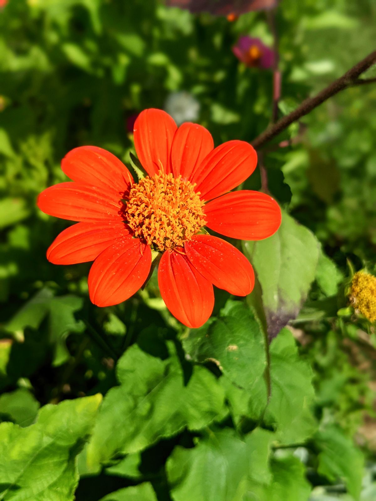 Tithonia plant in bloom