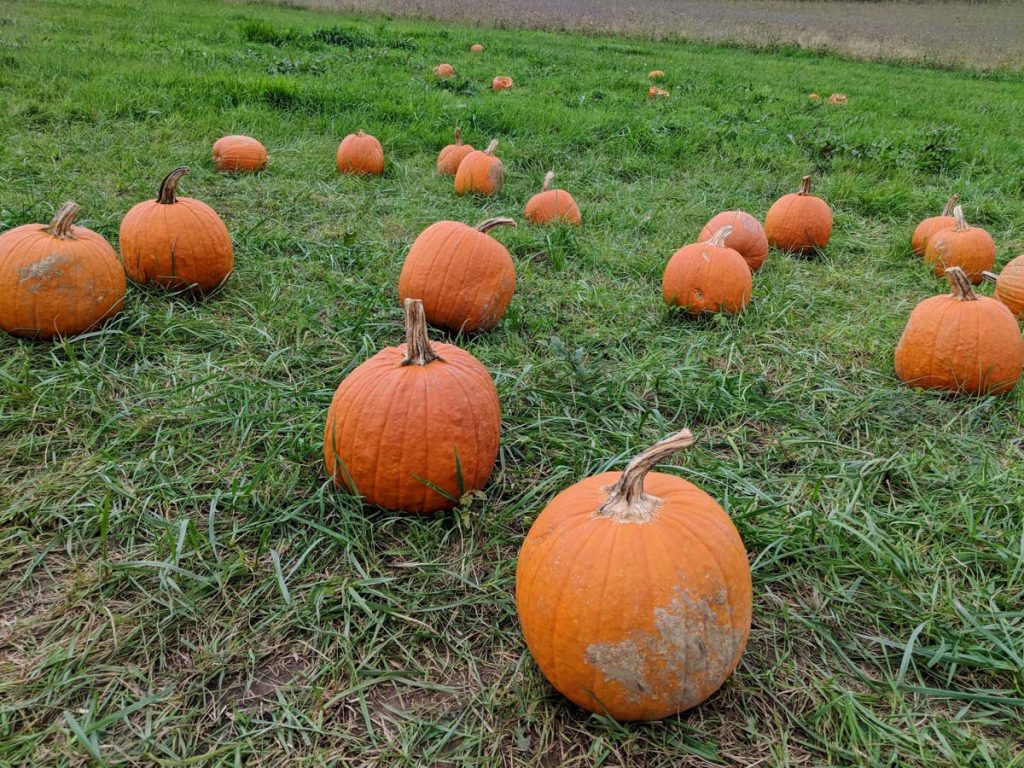 Backyard Pumpkin Patch - Lots of Jack-o-Lanterns in the Grass