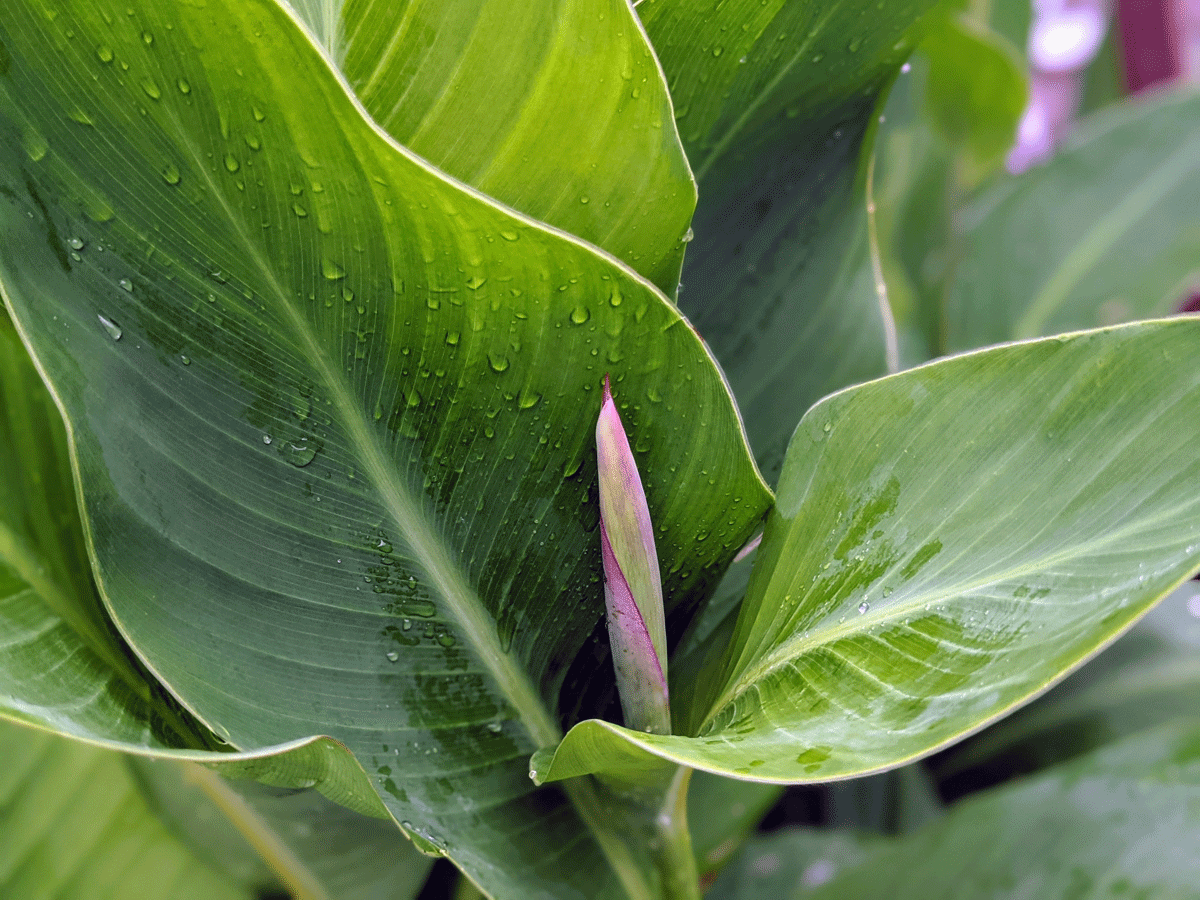 Canna bud next to lush green foliage