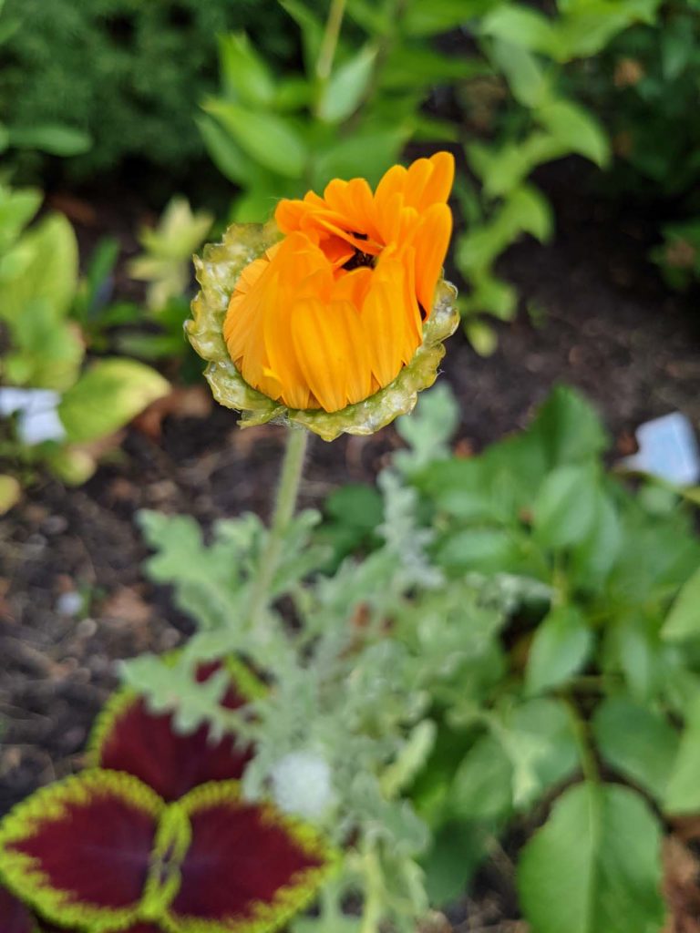 Yellow Cape Daisy about to Bloom