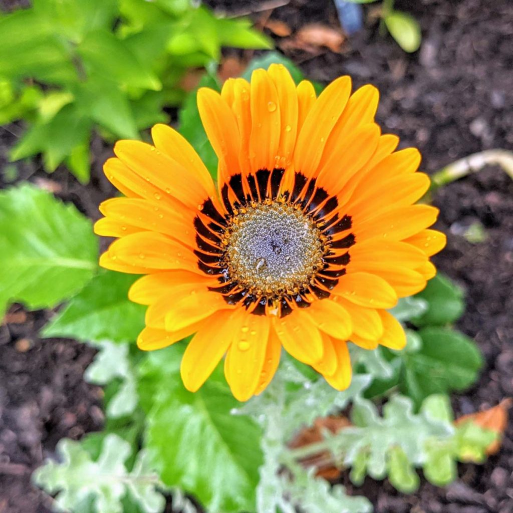 Yellow Cape Daisy - Arctotis fastuosa syn. Venidium fastuosum