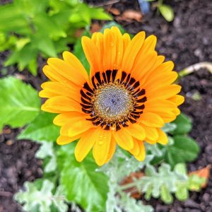 Cape Daisy Growing Tips | Get More Blooms!