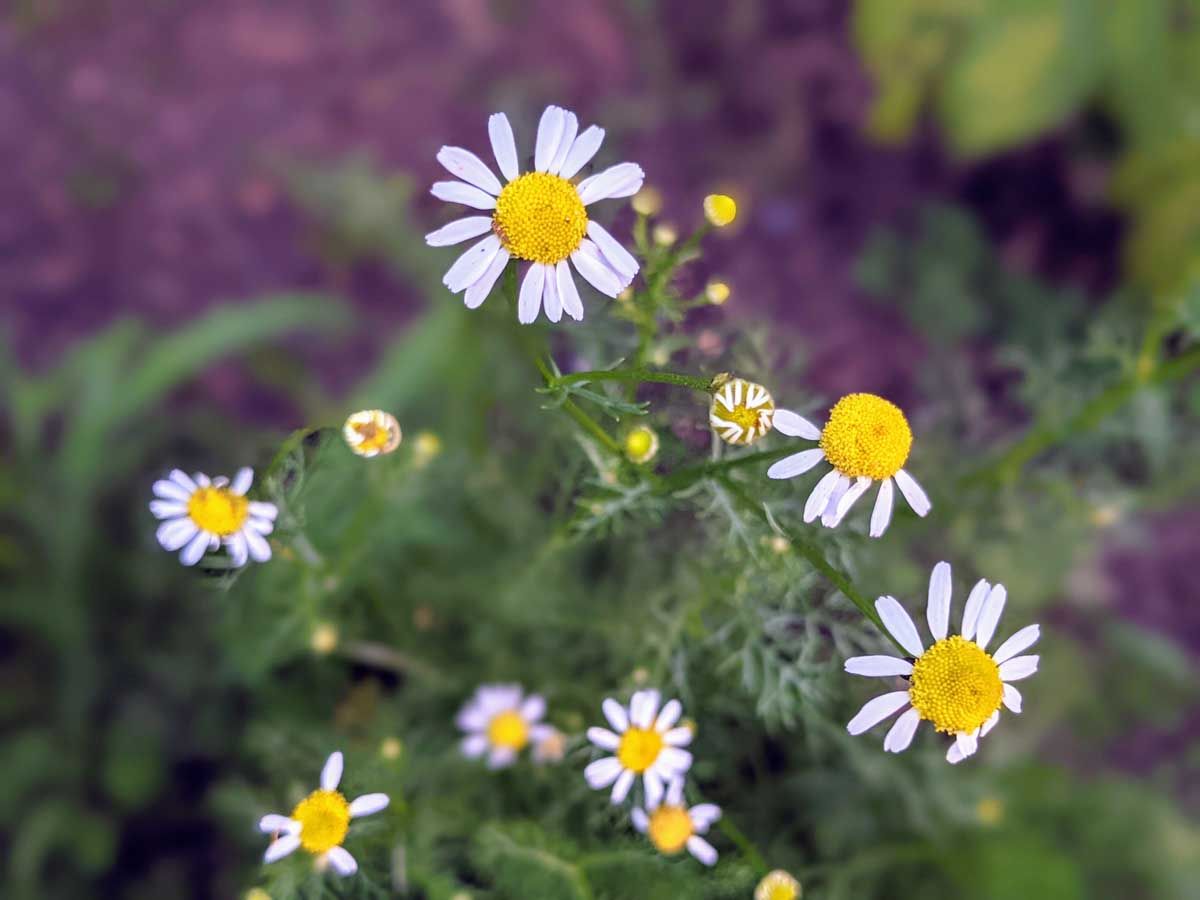 Chamomile growing in a raised bed