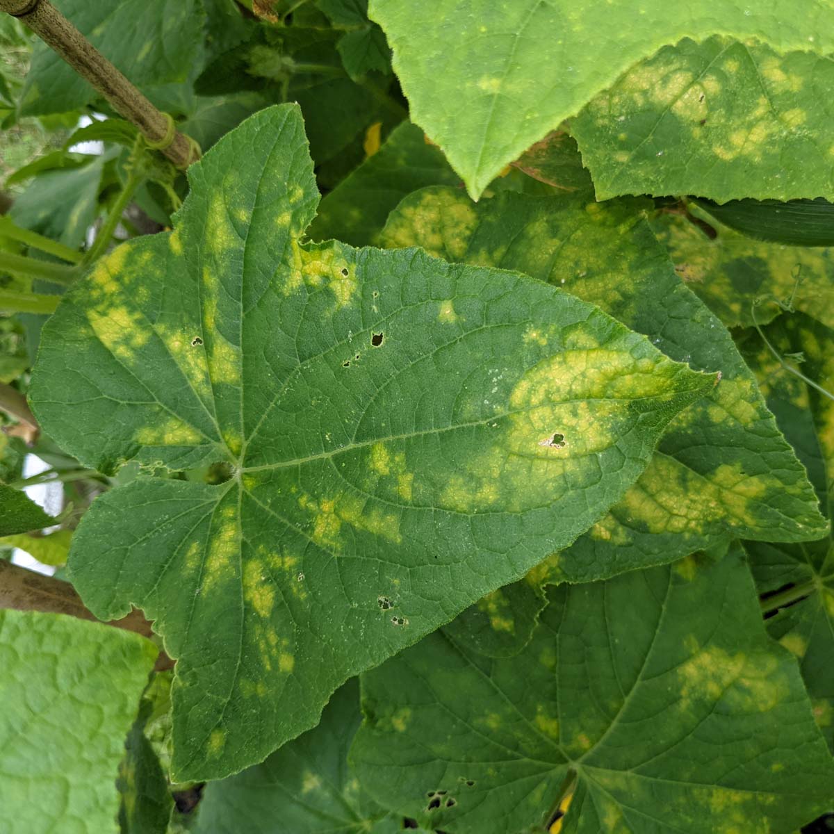 Cucumber Leaves Turning Yellow What Is It Bunny S Garden