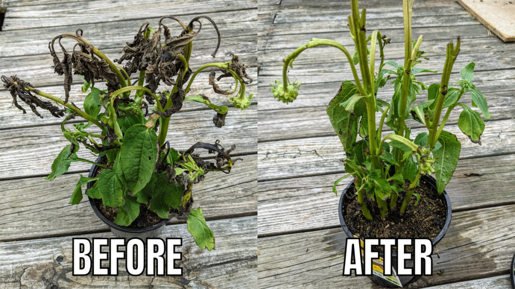Rescue Plants Wild Berry Coneflower Plants Before and After Deadheading and Pruning