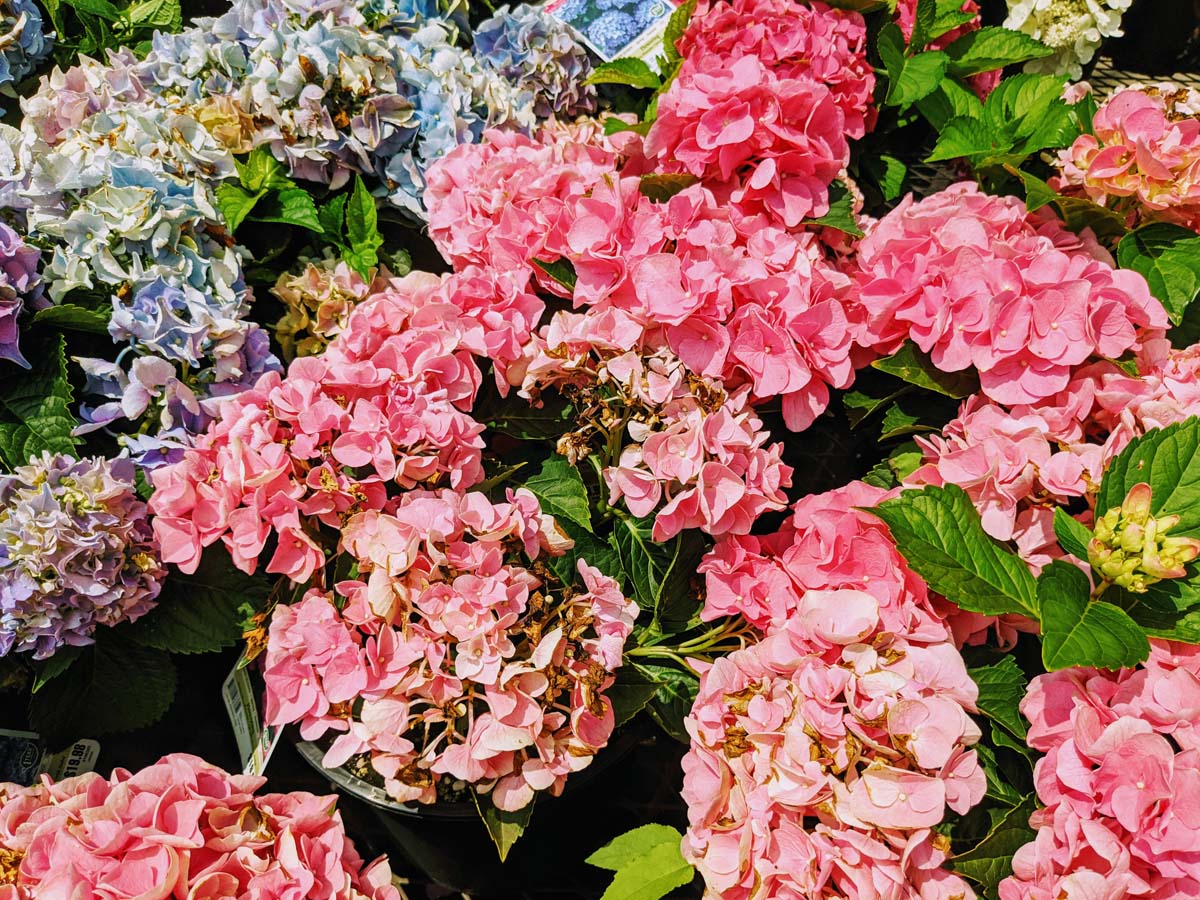 Pink Hydrangeas Starting to Fade