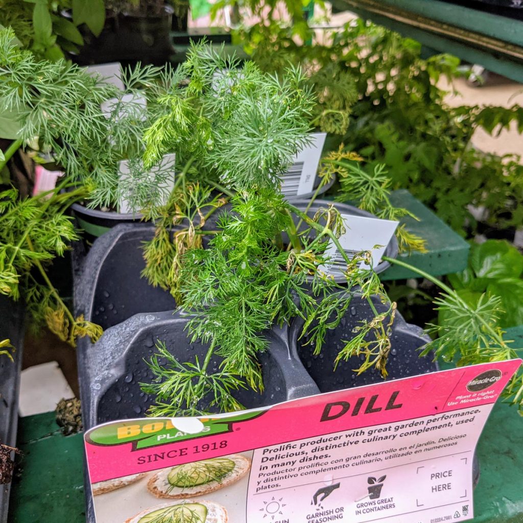 Dill Plant at Lowes in July 2021 for Dill Substitute post