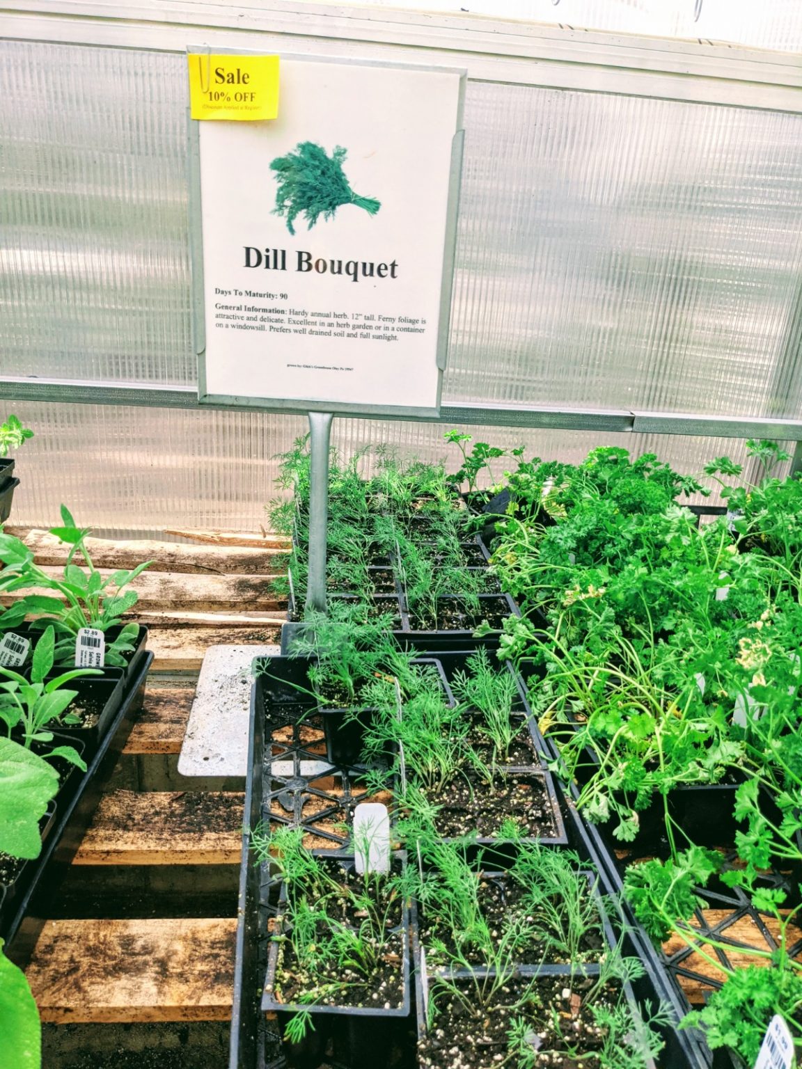 9 Dill Substitute Ideas Save Dinner & the Pickles! Bunny's Garden