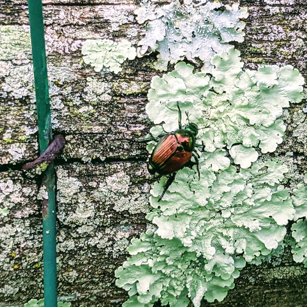 Japanese Beetle on a Fence with fungus or other growth