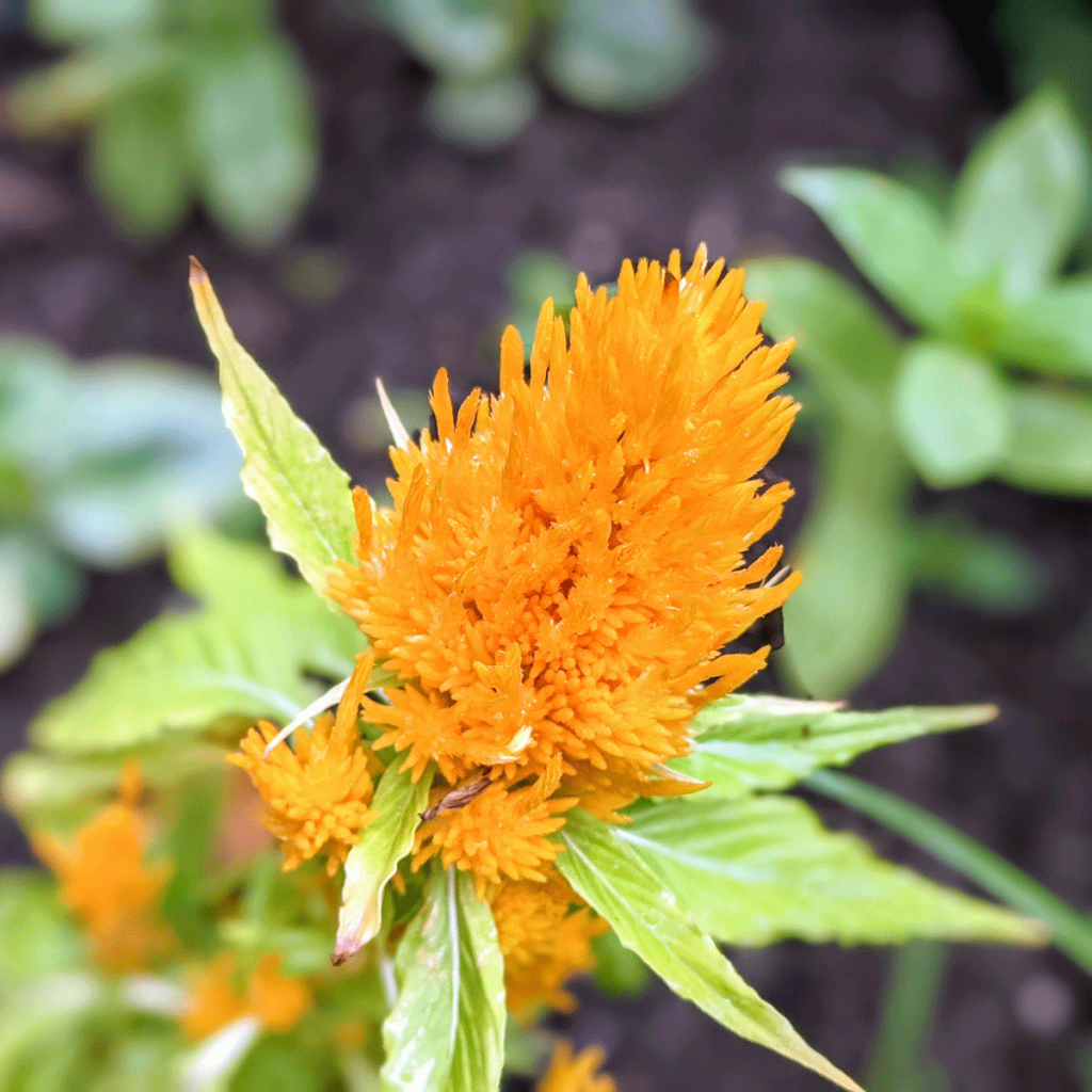 Golden Yellow Celosia Plant in my garden