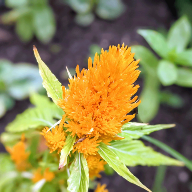 Celosia Seeds – Growing Celosia from Seed to Flower