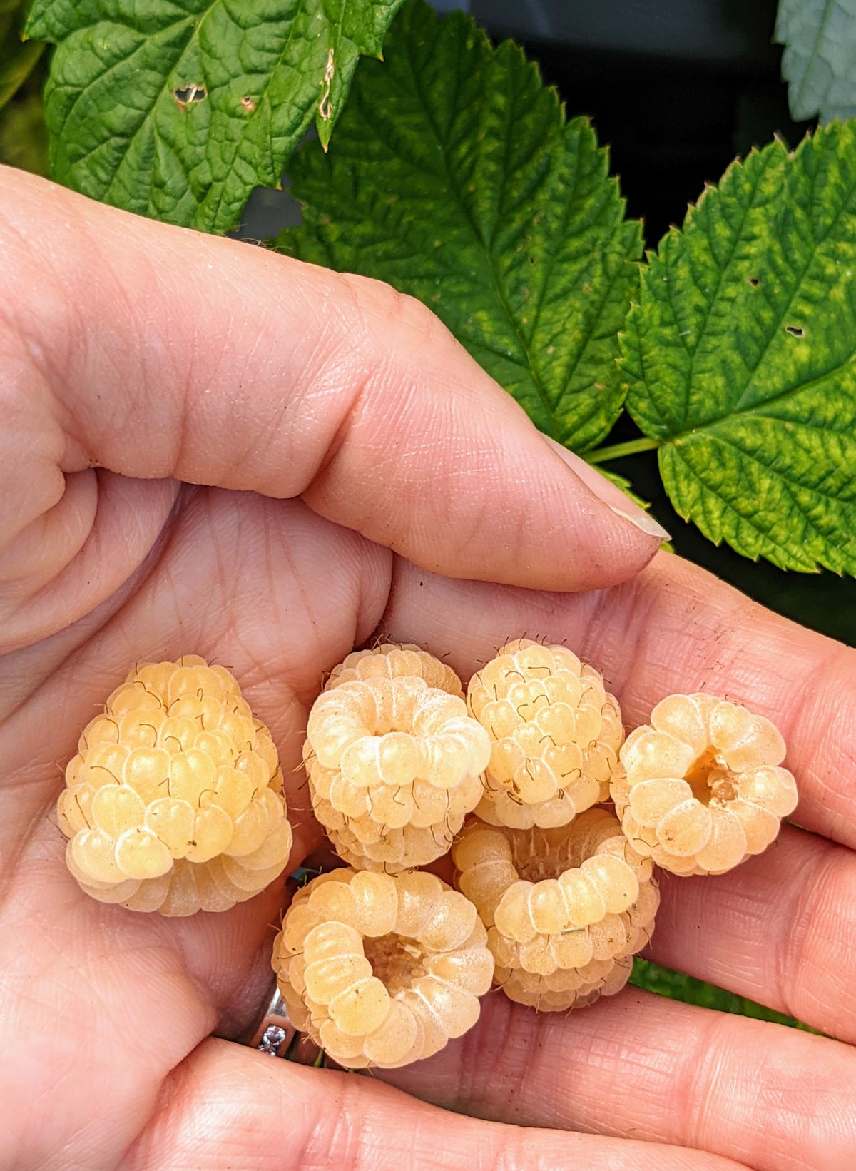 Handful of yellow berries from the garden