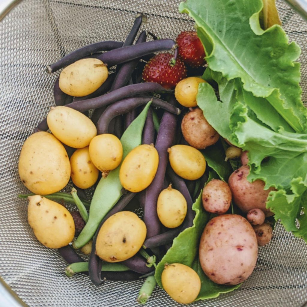Metal Colander with veggies - When to Harvest Potatoes