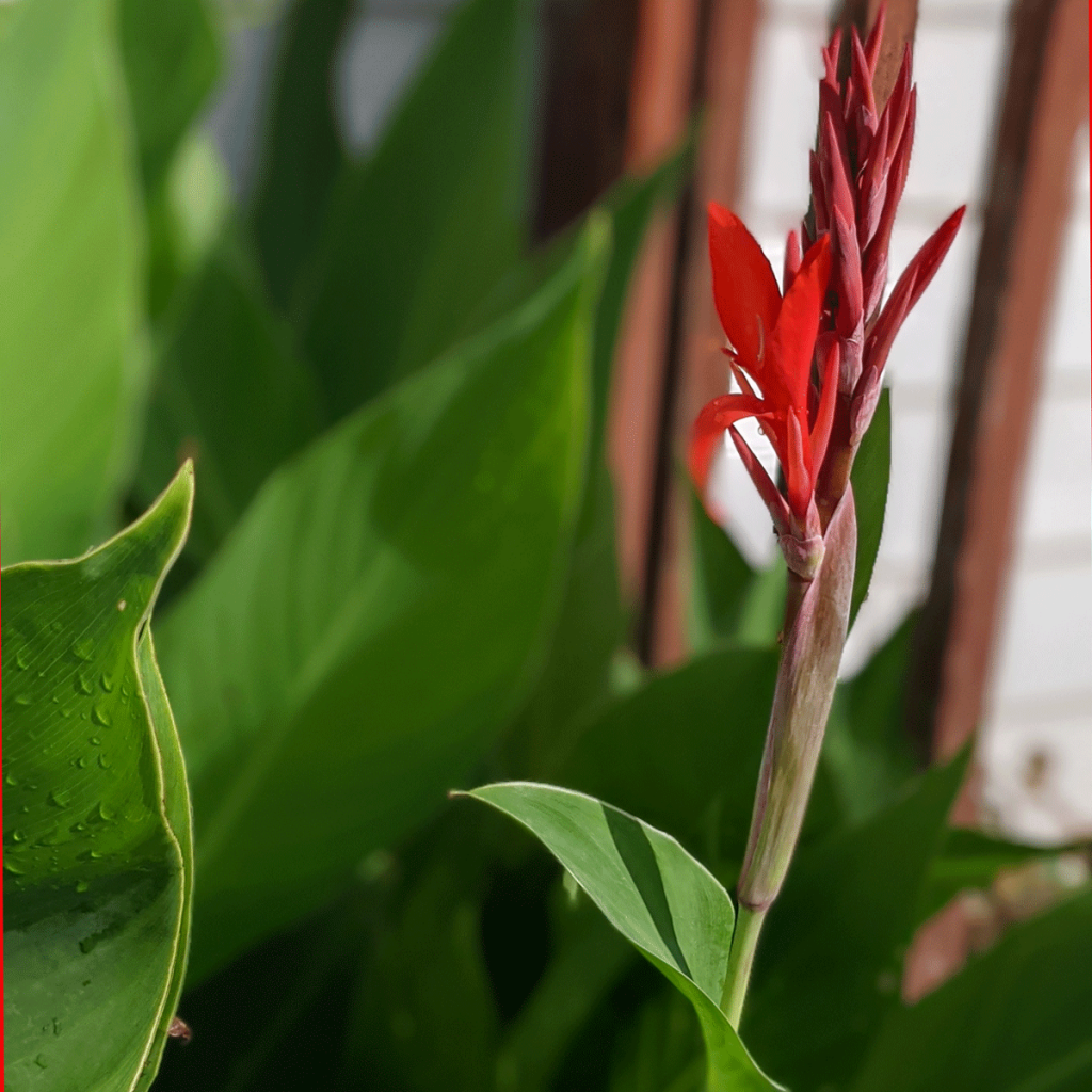Canna Lily Care is easy - Canna growing near deck