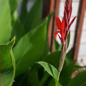 How to Care for Canna Lily | Cannas Bulbs Care