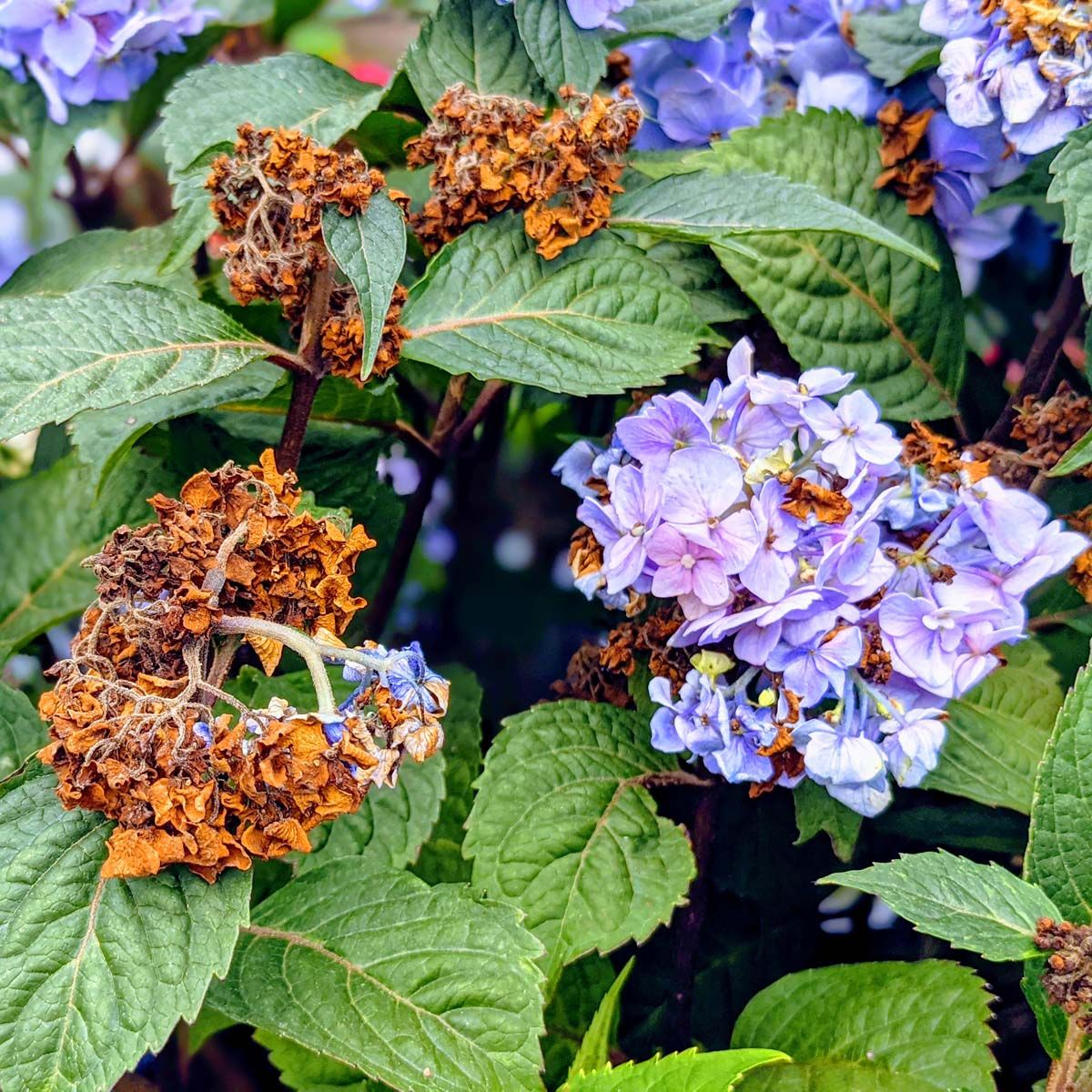 Spent Purple Blue Bloom - How to Deadhead Hydrangeas