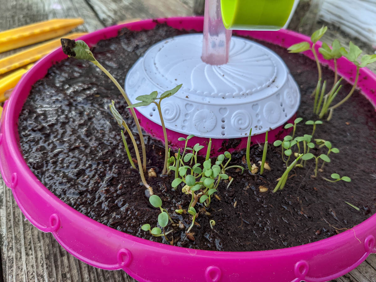 Rescue Overwatered Plants - Kids Fairy Garden Filled with Water with Seedlings