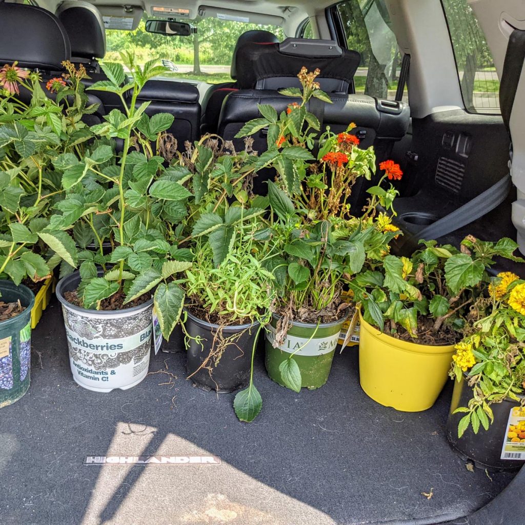 Trunk full of plants - how to rescue plants on clearance at garden centers like Lowes