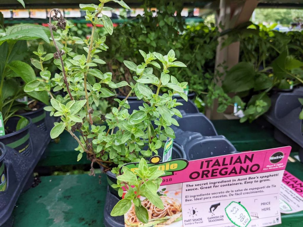 Italian Oregano - Choosing herb substitutes by cuisine