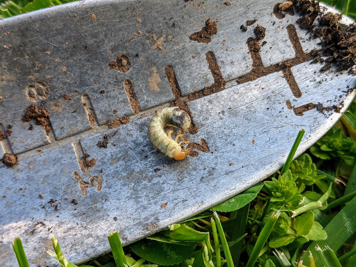 Japanese Beetle Larvae - Grub