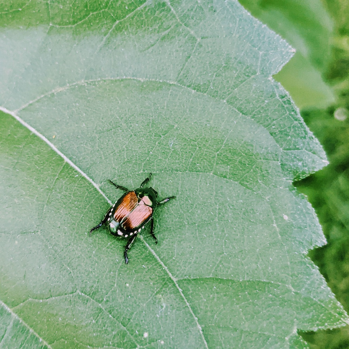 Japanese Beetle on a Sunflower Leaf