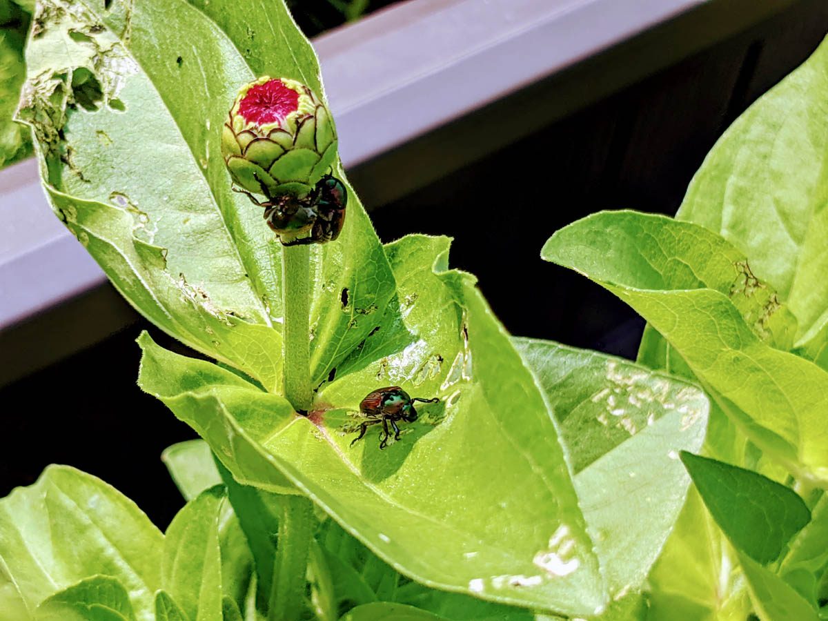 Japanese Beetle Trap Crops