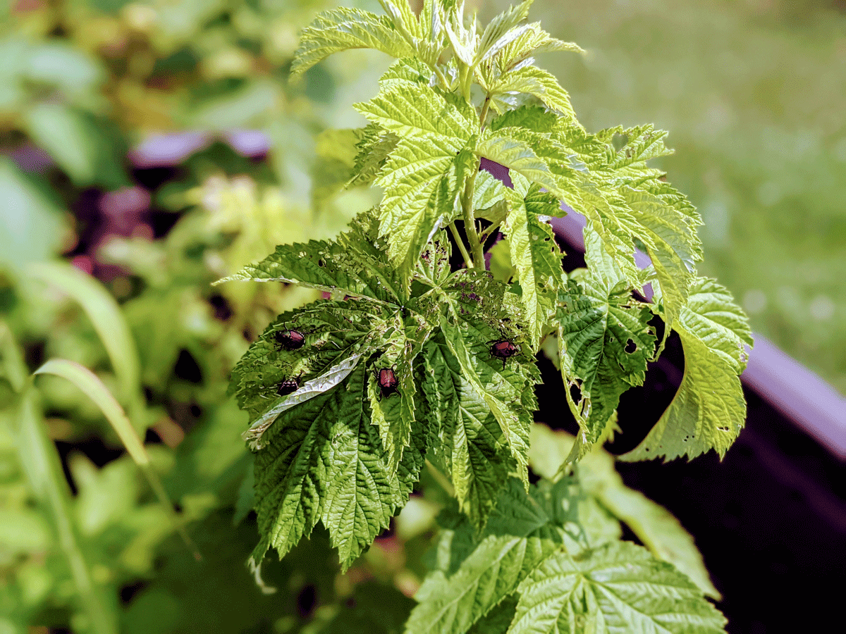 Japanese Beetles on Raspberries