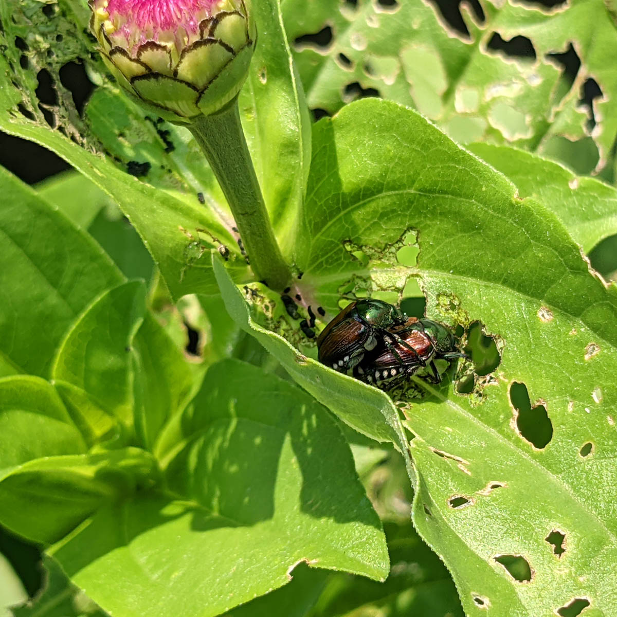 Japanese Beetle Infestation - Copper Beetles mating on Zinnia flower