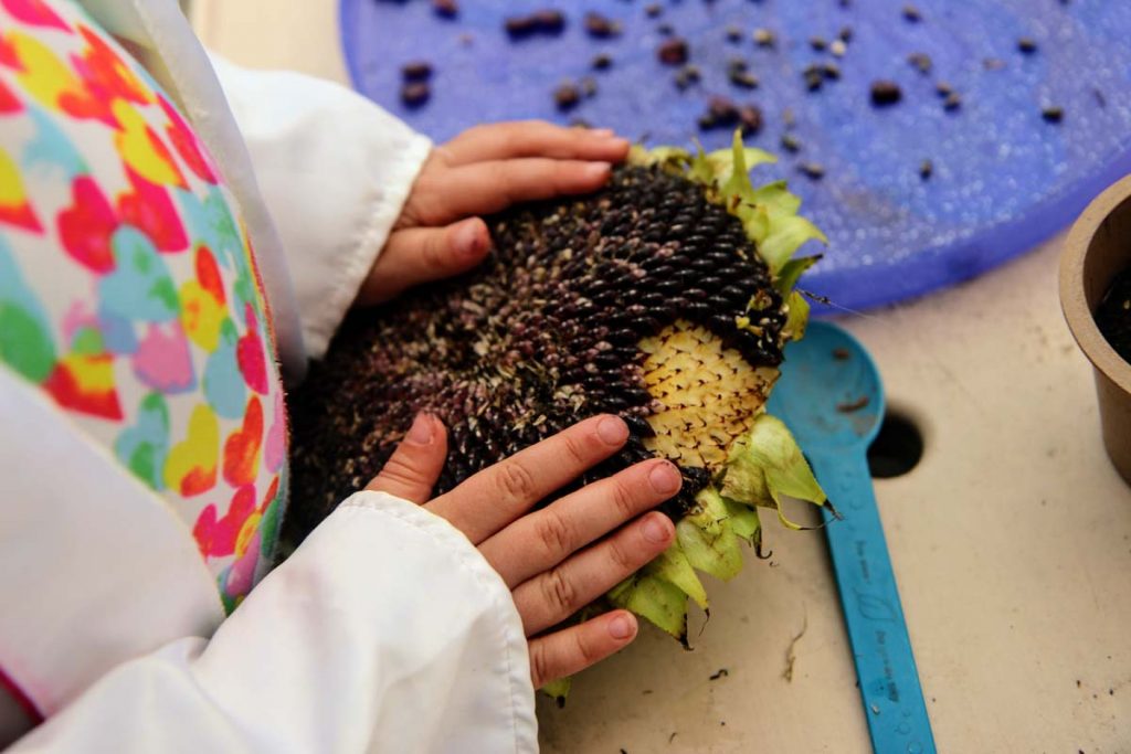 Kids Hands Harvesting Sunflower Seeds