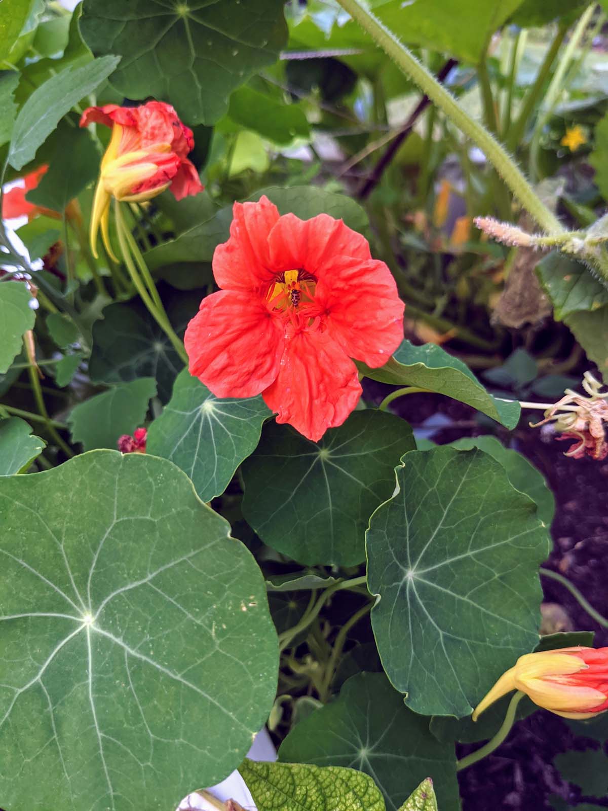 Nasturtium - Things to Plant in August in Pennsylvania Zone 6B