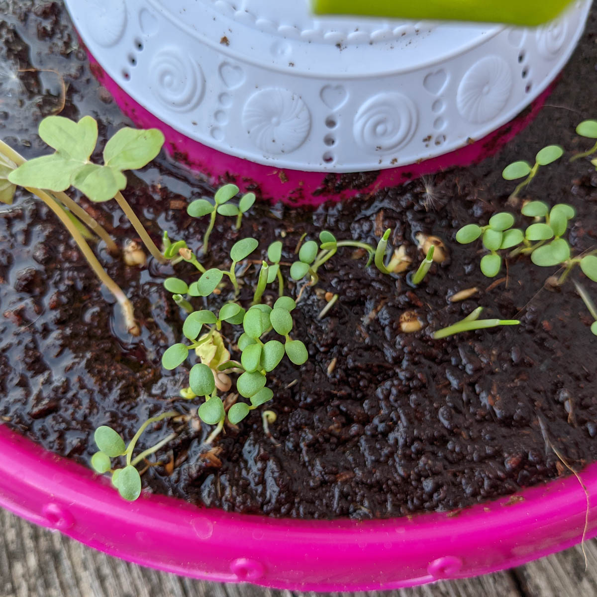 Overwatered Plants - Seedlings in a Fairy Garden