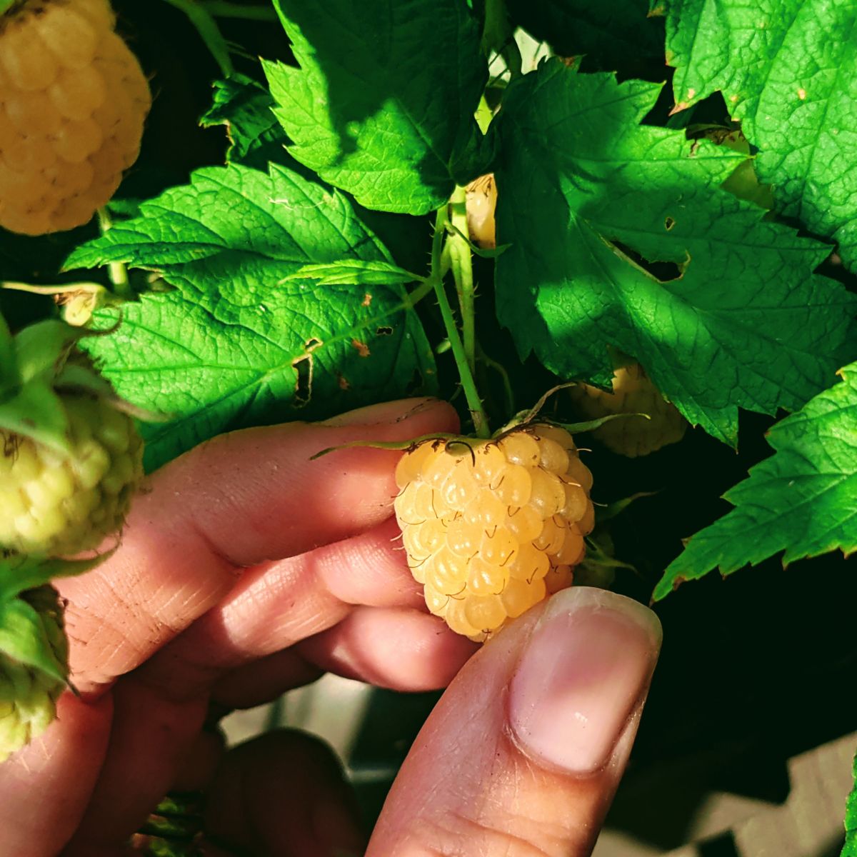 Hand picking golden berry from the plant