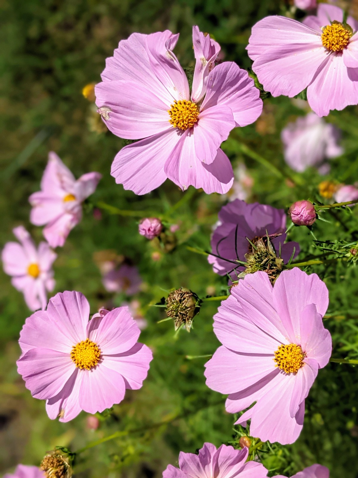 Pale pink cosmos with prolific blooms